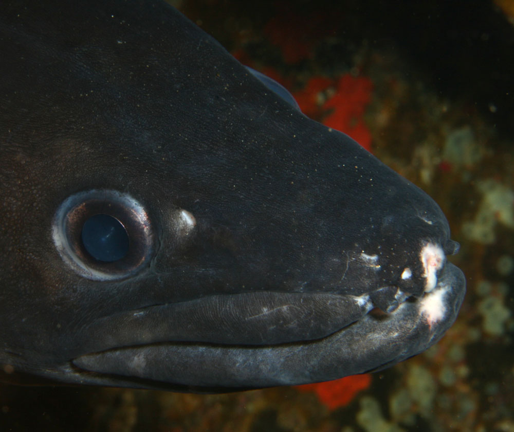 Conger conger (Grongo mediterraneo)